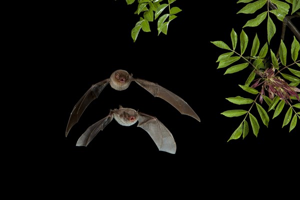 Long-fingered Bat (Myotis capaccinii) and Bent-wing Bat
