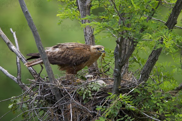 Long-legged Buzzard (Buteo Rufinus)