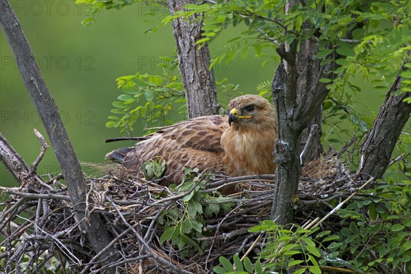 Long-legged Buzzard (Buteo Rufinus)