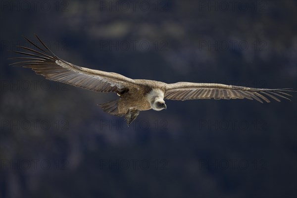 Griffon Vulture (Gyps fulvus)