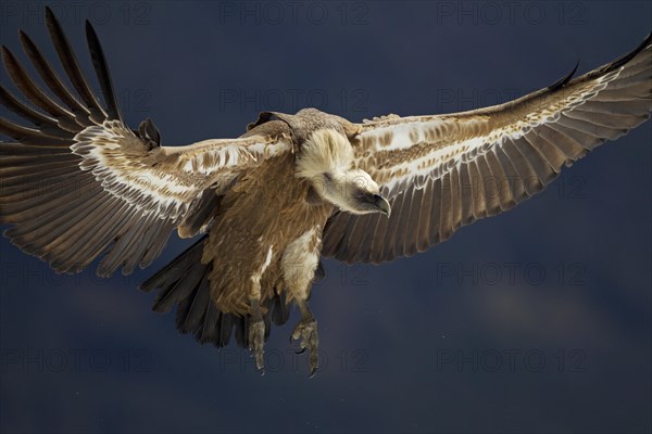 Griffon Vulture (Gyps fulvus)