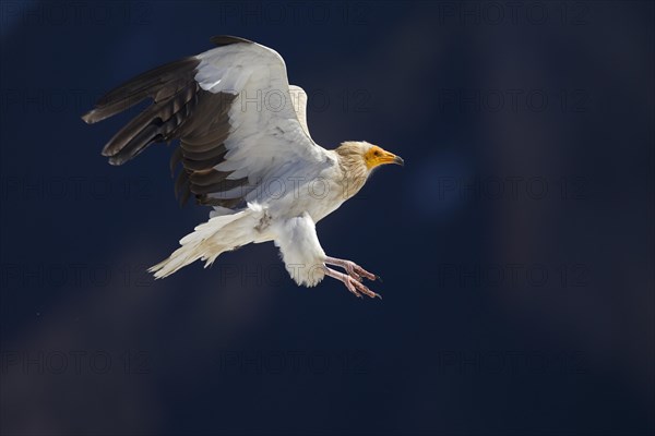 Egyptian Vulture (Neophron percnopterus) approaching to land