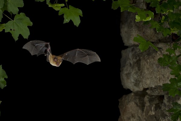 Greater Horseshoe Bat (Rhinolophus ferrumequinum) in flight