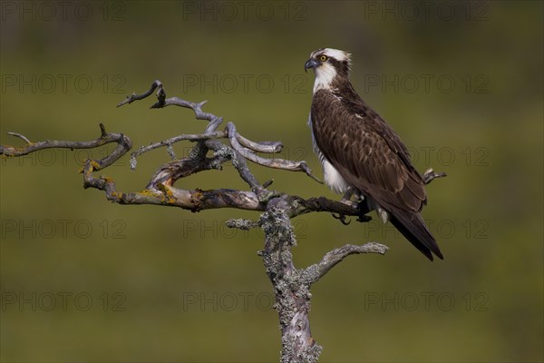 Osprey or Sea Hawk (Pandion haliaetus)