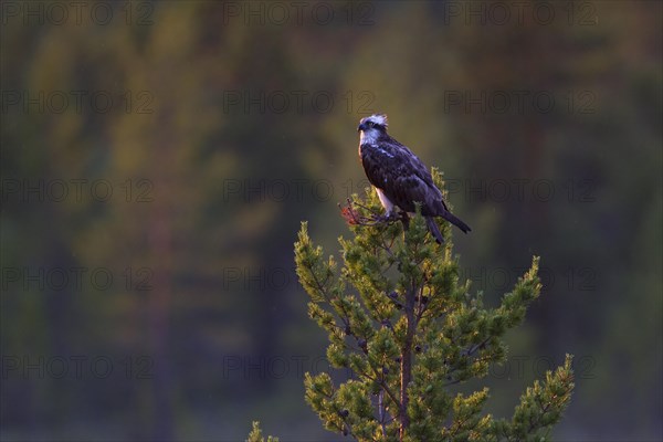 Osprey or Sea Hawk (Pandion haliaetus)