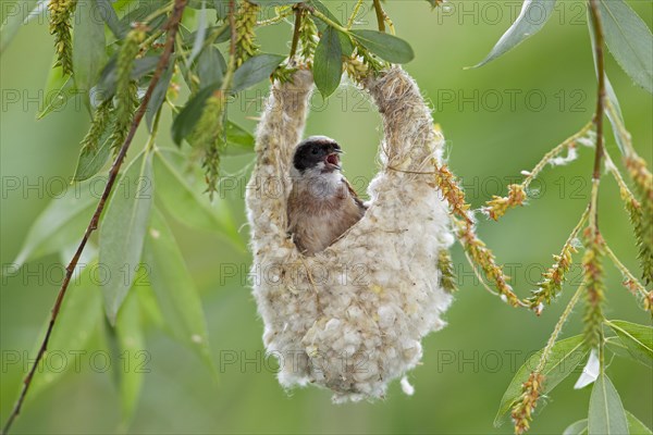 Eurasian Penduline Tit or European Penduline Tit (Remiz pendulinus)