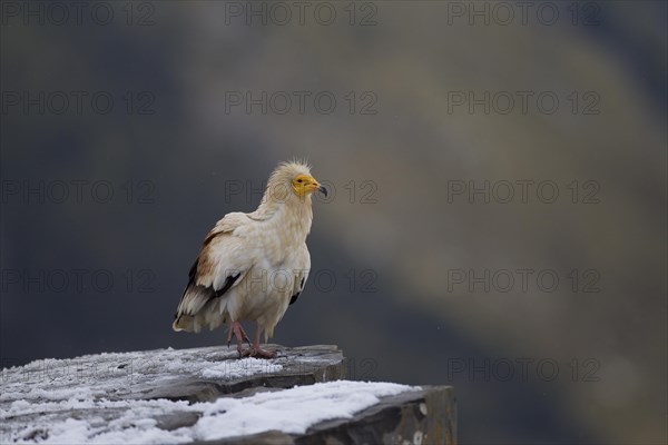 Egyptian Vulture (Neophron percnopterus)