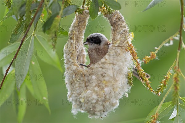 Eurasian Penduline Tit or European Penduline Tit (Remiz pendulinus)