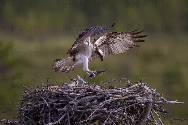 Osprey or Sea Hawk (Pandion haliaetus) with nesting material approaching to land on an eyrie