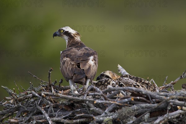 Osprey or Sea Hawk (Pandion haliaetus)