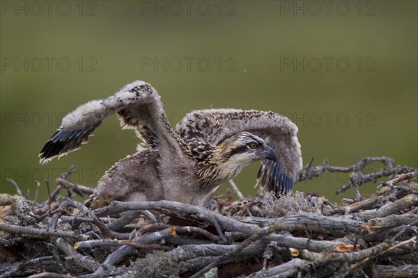 Osprey or Sea Hawk (Pandion haliaetus)