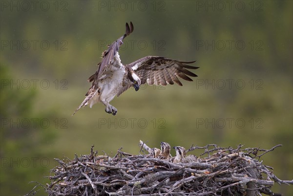 Osprey or Sea Hawk (Pandion haliaetus) approaching to land on an eyrie