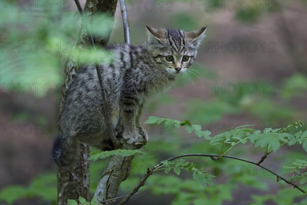 Wildcat (Felis silvestris)