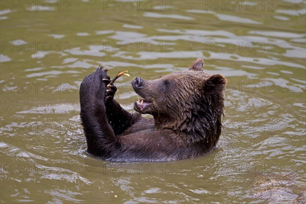 Bathing Brown Bear (Ursus arctos)