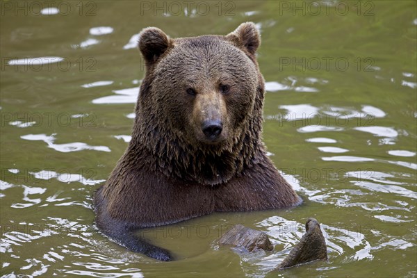 Bathing Brown Bear (Ursus arctos)