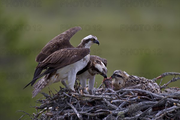 Ospreys or Sea Hawks (Pandion haliaetus)