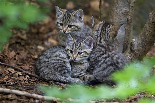 Wildcat (Felis silvestris)