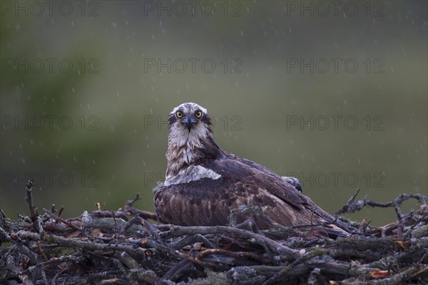 Osprey or Sea Hawk (Pandion haliaetus) in an aerie