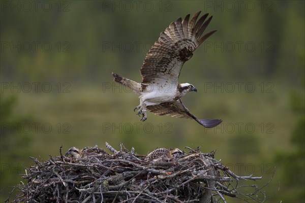 Osprey or Sea Hawk (Pandion haliaetus) in flight above an aerie