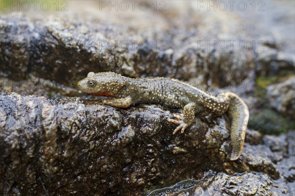 Pyrenean Brook Salamander or Pyrenean Newt (Calotriton asper)
