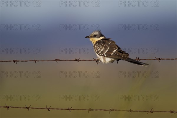Great Spotted Cuckoo (Clamator tinnunculus) on barbed wire