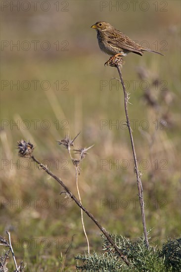 Corn Bunting (Emberiza calandra)