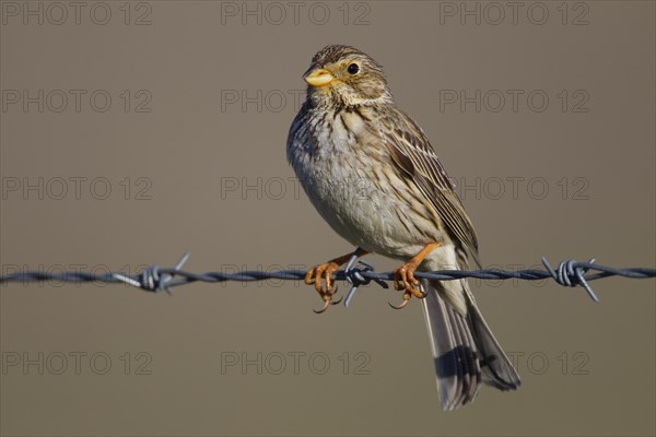 Corn Bunting (Emberiza calandra)