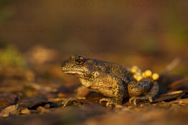 Common Midwife Toad (Alytes obstetricans)