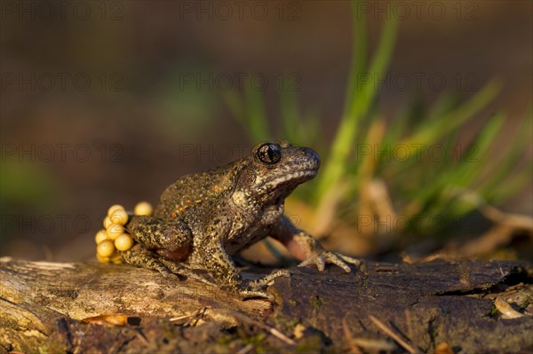 Common Midwife Toad (Alytes obstetricans)