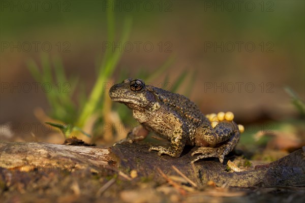 Common Midwife Toad (Alytes obstetricans)