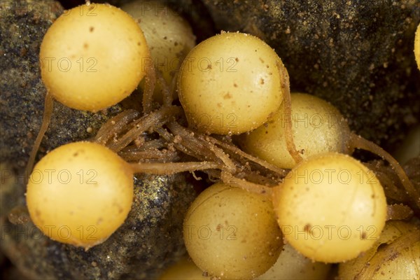 Common Midwife Toad (Alytes obstetricans)