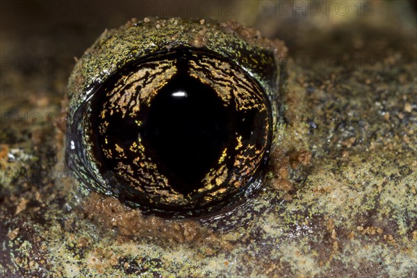 Common Midwife Toad (Alytes obstetricans)