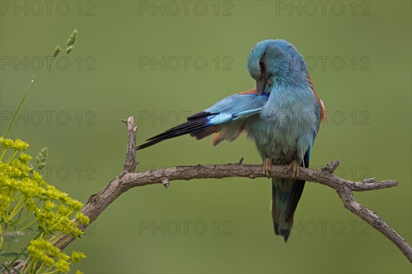 European Roller (Coracias garrulus) preening