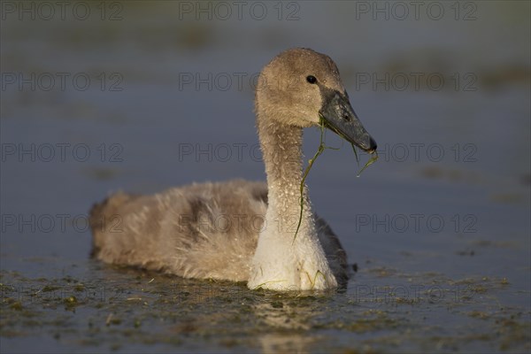 Mute Swan (Cygnus olor)