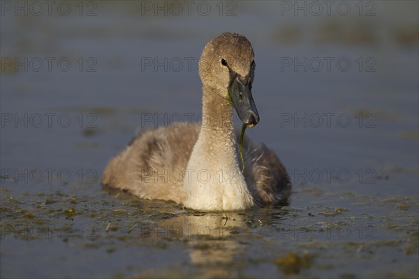 Mute Swan (Cygnus olor)