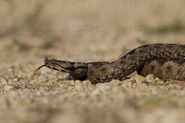 Horned Viper