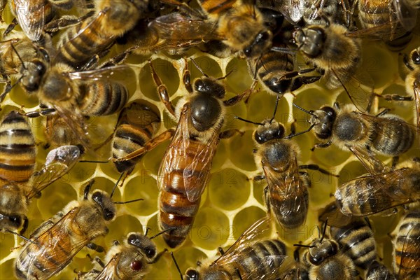 Western Honey Bees (Apis mellifera)