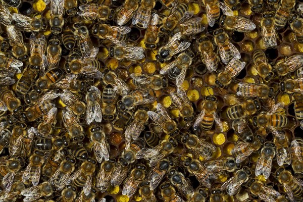 Western Honey Bees (Apis mellifera)