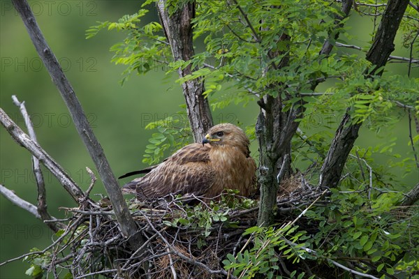 Long-legged Buzzard (Buteo Rufinus)