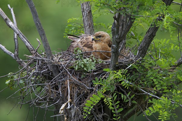 Long-legged Buzzard (Buteo Rufinus)