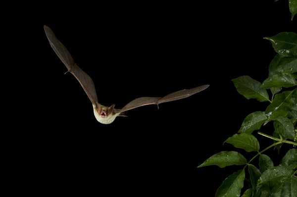 Lesser Mouse-eared Bat (Myotis blythii) in flight