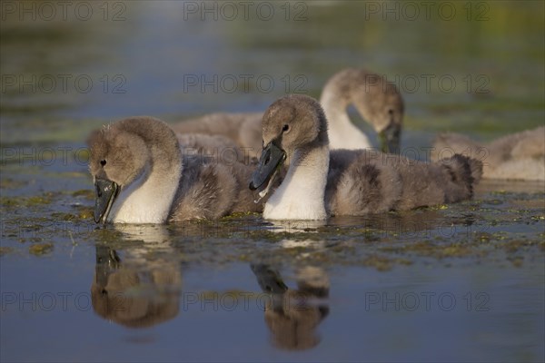 Mute Swan (Cygnus olor)