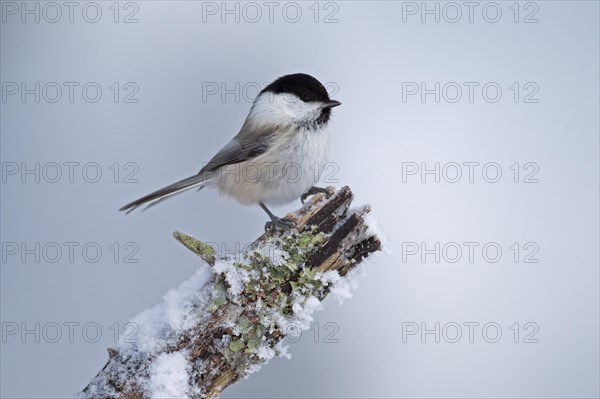 Willow Tit (Parus montanus) in winter