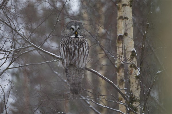 Great Grey Owl or Great Gray Owl (Strix nebulosa) perched on a branch in winter