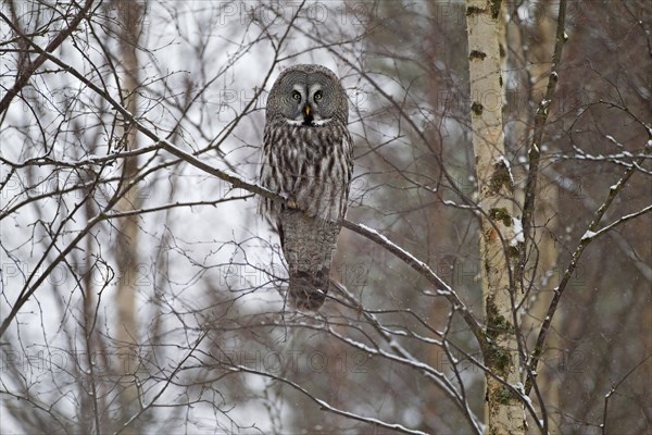 Great Grey Owl or Great Gray Owl (Strix nebulosa) perched on a branch in winter