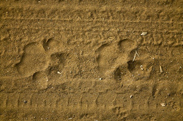 Paw prints of a tiger
