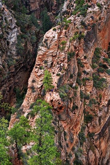 Hikers on the trail on the Angels Landing rock formation with sheer cliffs on either side