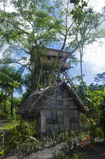 Tree house in a Banyan tree