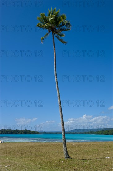 Palm tree