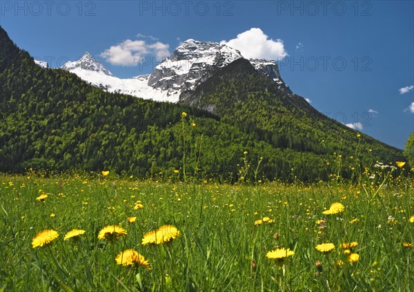 Meadow with dandelions in front of Mt Reifhorn near Lofer